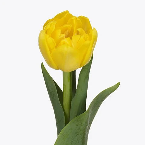 Tulipa Nikon
