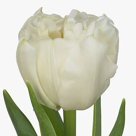 Tulipa Northcap