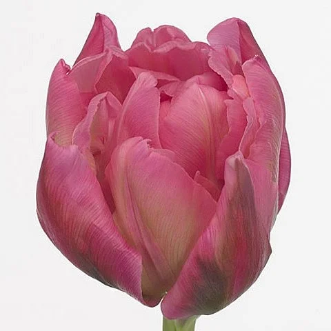 Tulipa Oeral