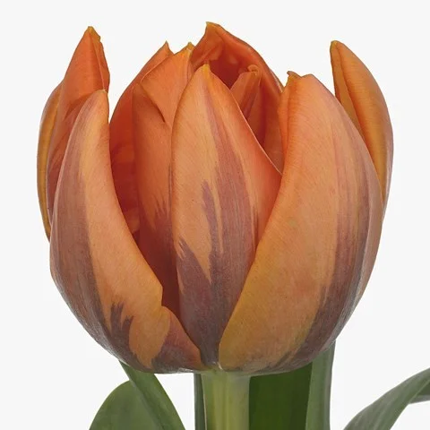 Tulipa Orange Princess