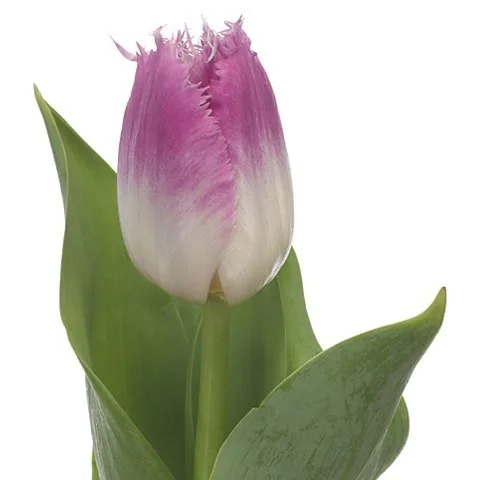 Tulipa Oviedo