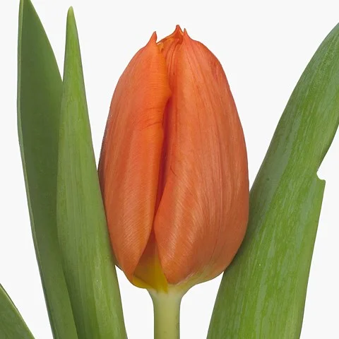Tulipa Pako