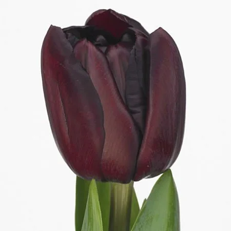 Tulipa Palmyra