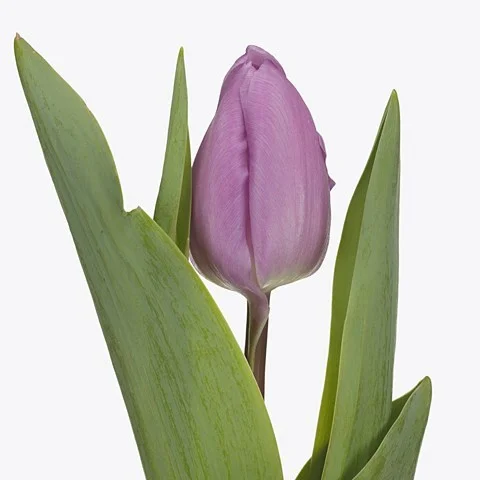 Tulipa Paradero