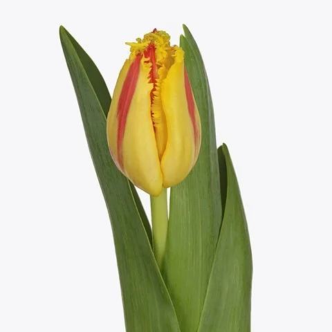Tulipa Party Clown