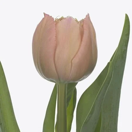 Tulipa Pink Magic