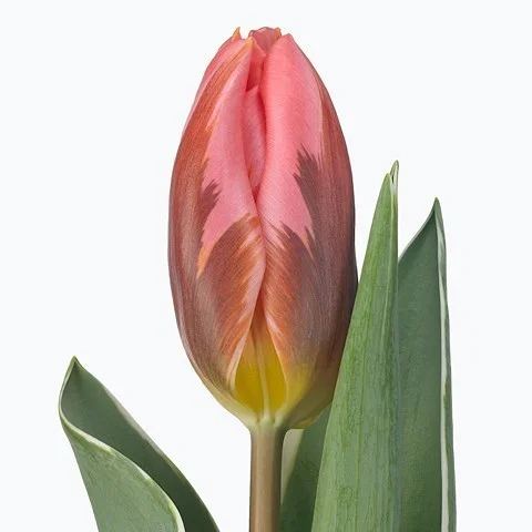 Tulipa Pretty Princess