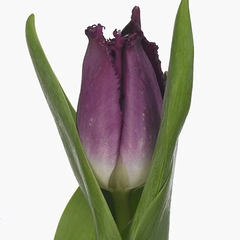 Tulipa Purple Chrystal