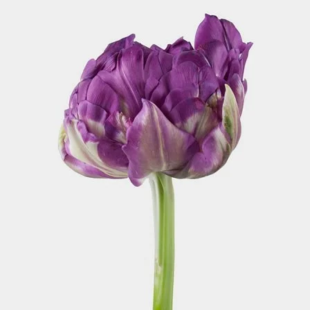 Tulipa Purple Peony