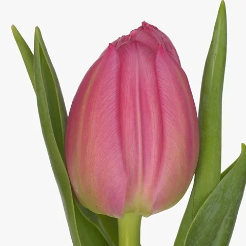 tulipa-queen-of-marvel