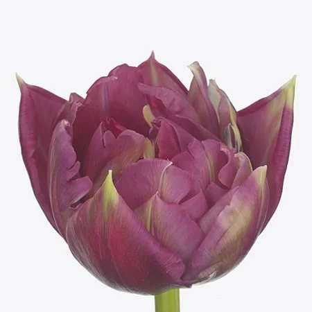 Tulipa Quintys Dream