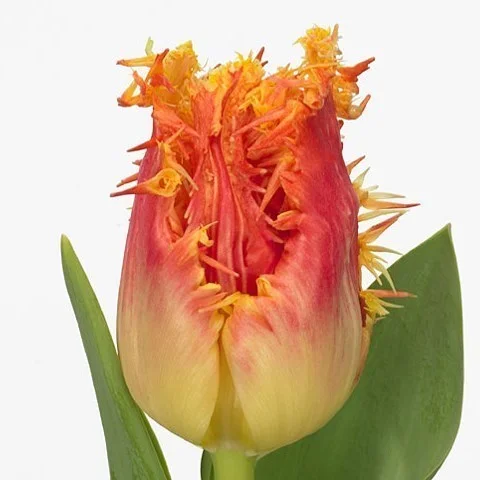 Tulipa Real Time