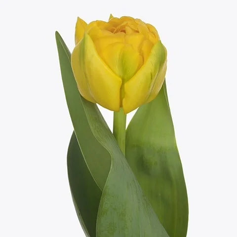 Tulipa Roadrunner
