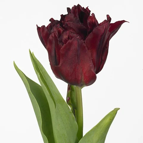 Tulipa Robinho