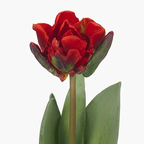 Tulipa Rococo