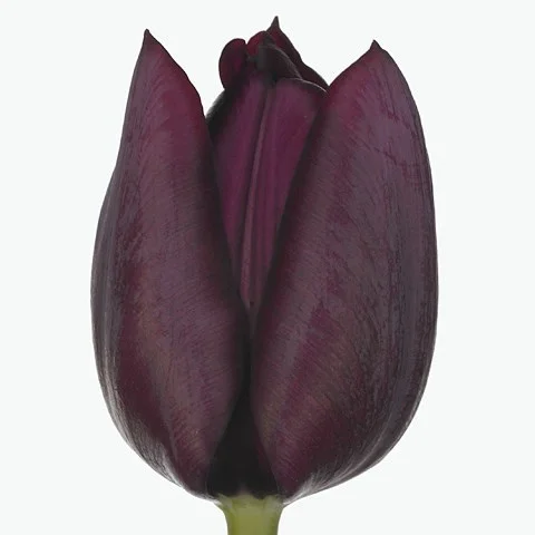 Tulipa Ronaldo