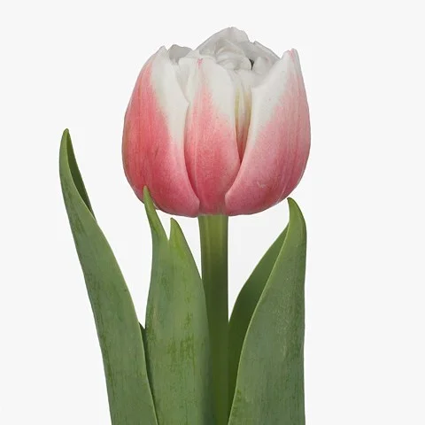 Tulipa Sambuca