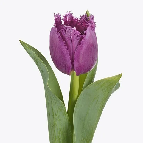 Tulipa San Luiz