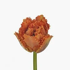 Tulipa Sensual Touch