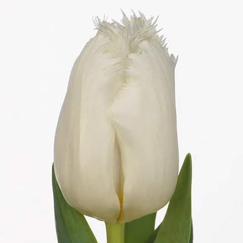 Tulipa Snow Queen