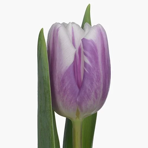Tulipa Striped Flag