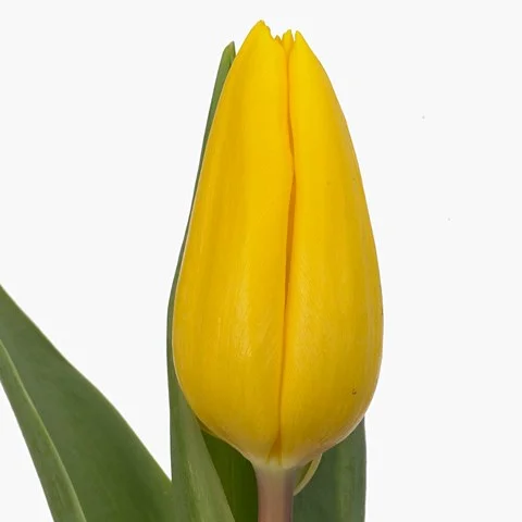 Tulipa Strong Gold