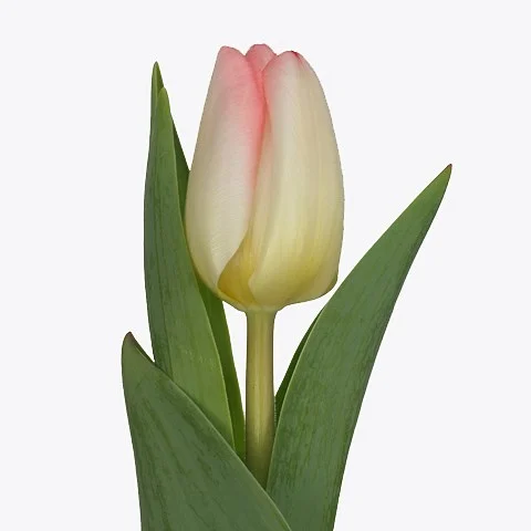 Tulipa Supermodel