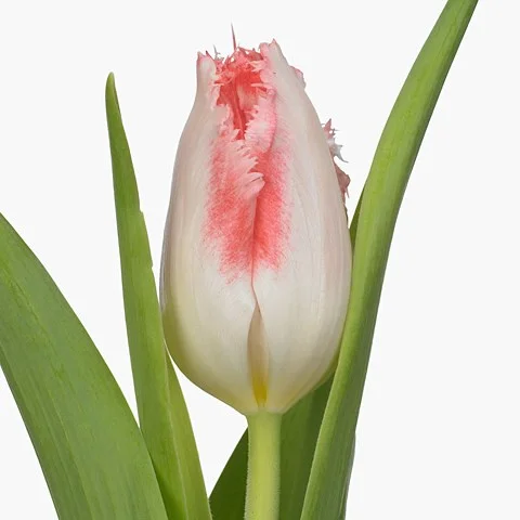 Tulipa Sweet Simone