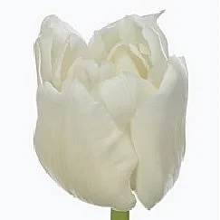 Tulipa The Edge
