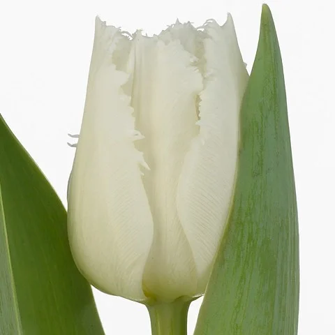 Tulipa Tinkerbell