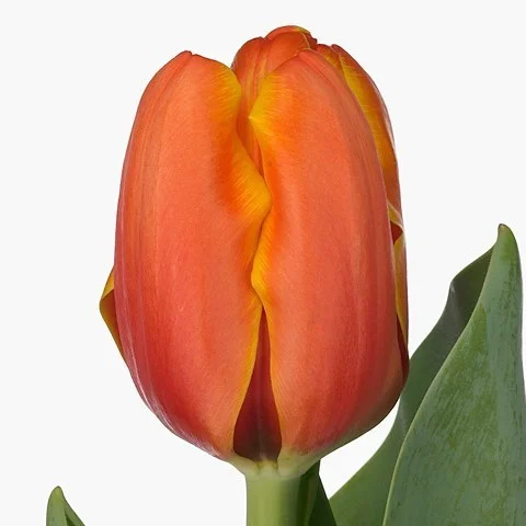 Tulipa Triple A