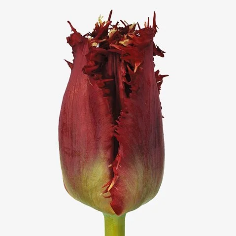 Tulipa Valery Gergiev