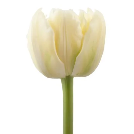 Tulipa Verona