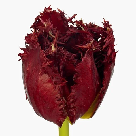 Tulipa Versaci