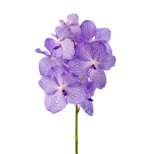 Vanda Angelite