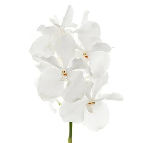 Vanda Ansu No.1