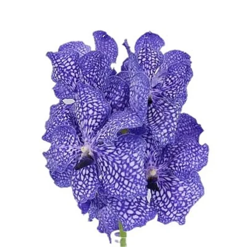 Vanda Delft Blue