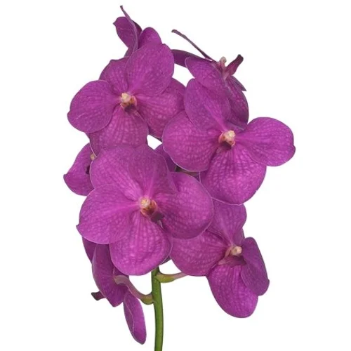 Vanda Hot Fuchsia