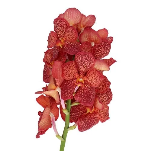 Vanda Lava