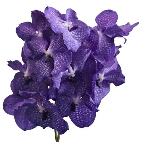 Vanda Magic Blue