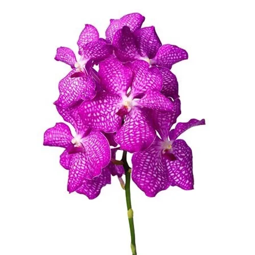 Vanda Magic Pink