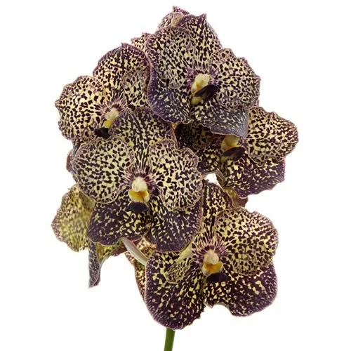 Vanda Ocelot Mocha