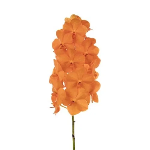 Vanda Princess Orange