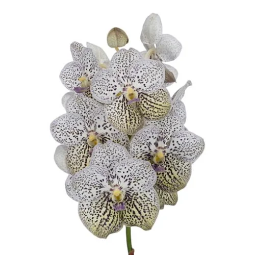 Vanda Purple Confetti