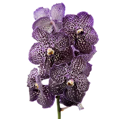 Vanda Sunanda Jeff Leatham