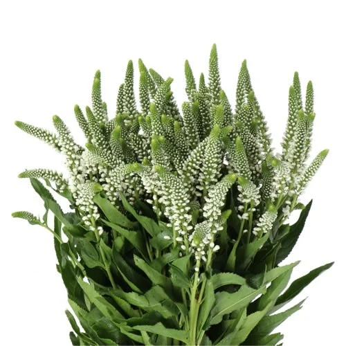 Veronica Caya