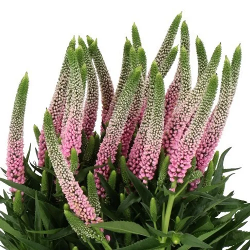 Veronica Clea Roswitha