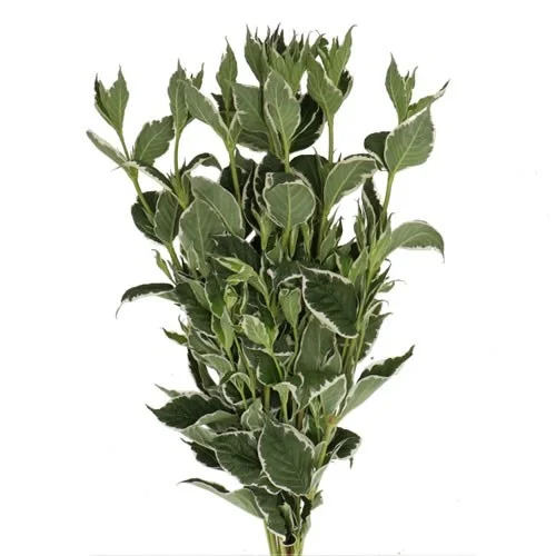 Weigela