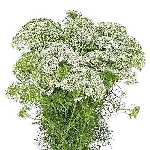 Ammi Visnaga Casablanca