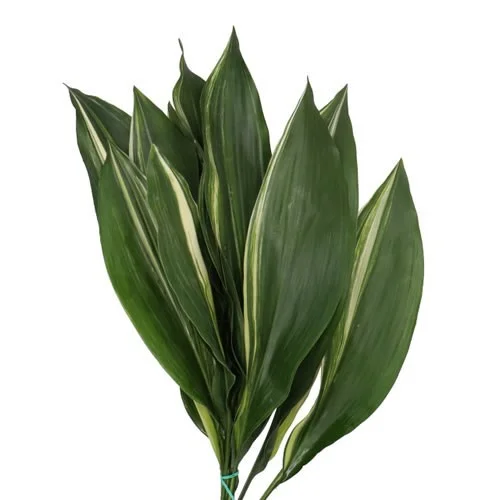 Aspidistra Matizada
